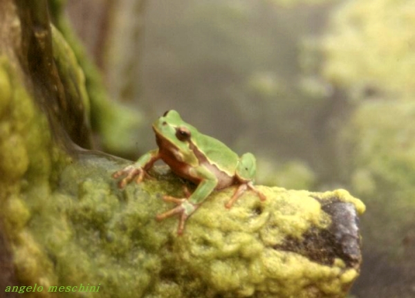 Raganella italiana - Hyla intermedia